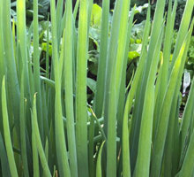 Spring Onion Growing Guide