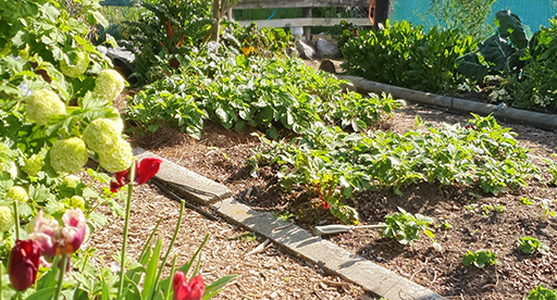 The pros and cons of no-dig gardening