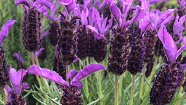 Top lavender tips