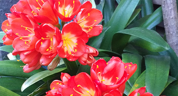 Clivia shade loving