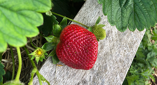 https://tuigarden.co.nz/media/4141/summer_strawberry_success_web.png