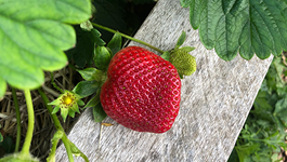 Summer strawberry success