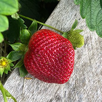 Summer strawberry success