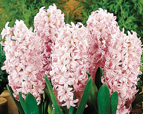 Hyacinth Pink Surprise