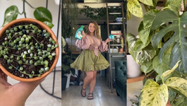 Indoor plant propagation