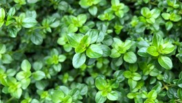 Thyme Growing Guide
