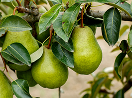 Seasonal guide to fruit tree maintenance