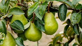 Seasonal guide to fruit tree maintenance