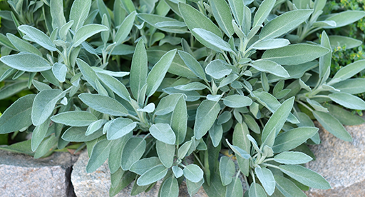 How to grow and care for sage