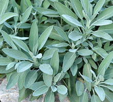 Sage Growing Guide