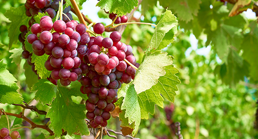 Why You Should Be Eating More Grapes! - Homegrown Organic Farms