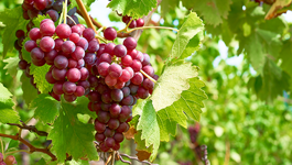 Grape Growing Guide