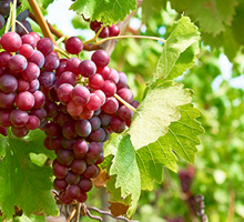 Grape Growing Guide