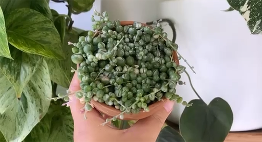 Propagating A String Of Pearls Plant Made Simple