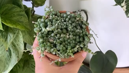Propagate String of Pearls with Hollie