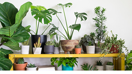 Winter Indoor Plant Care