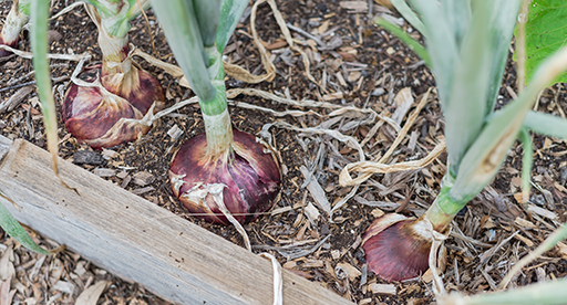 Organic SHALLOT GROWING GUIDE