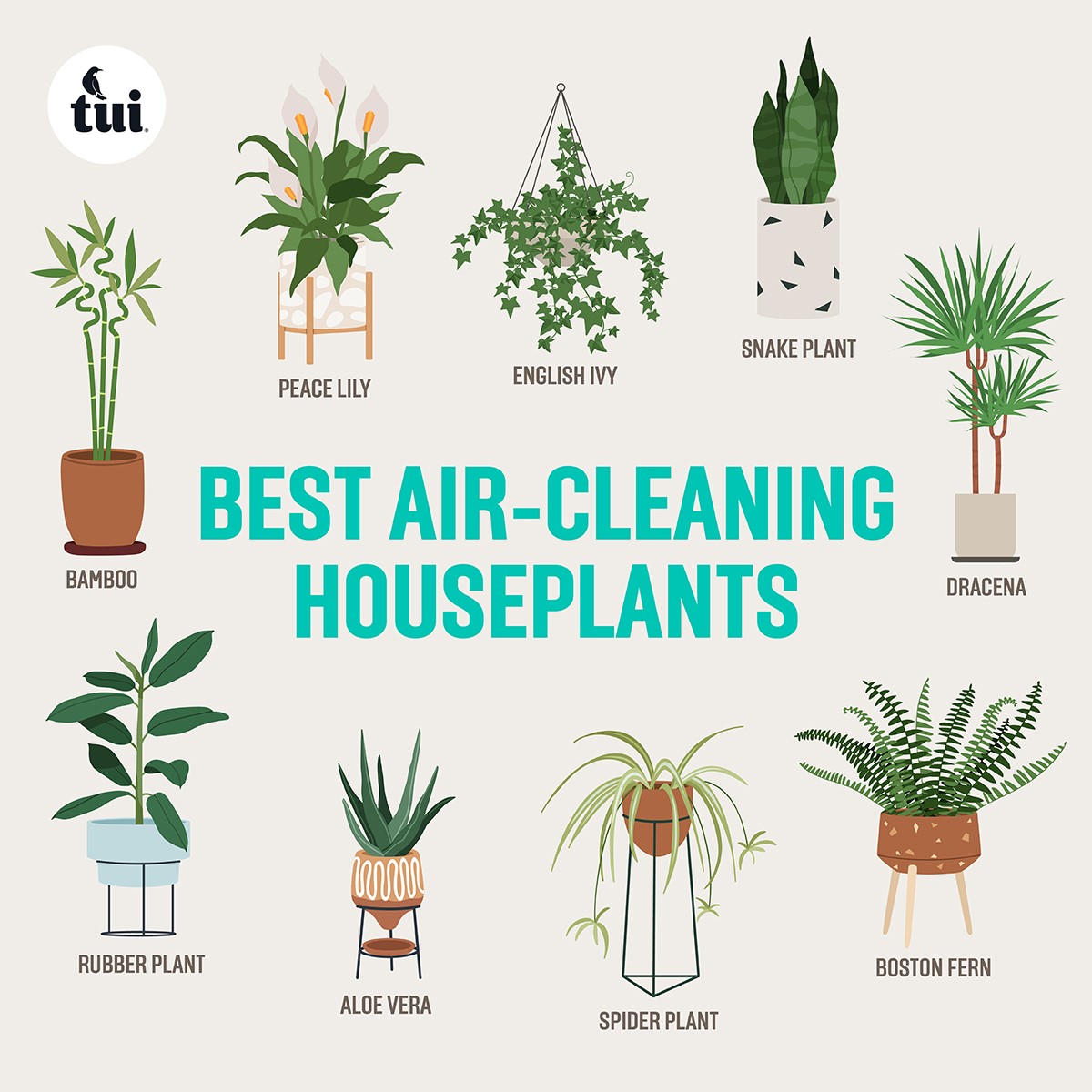 Air Cleaning Houseplants Tile 