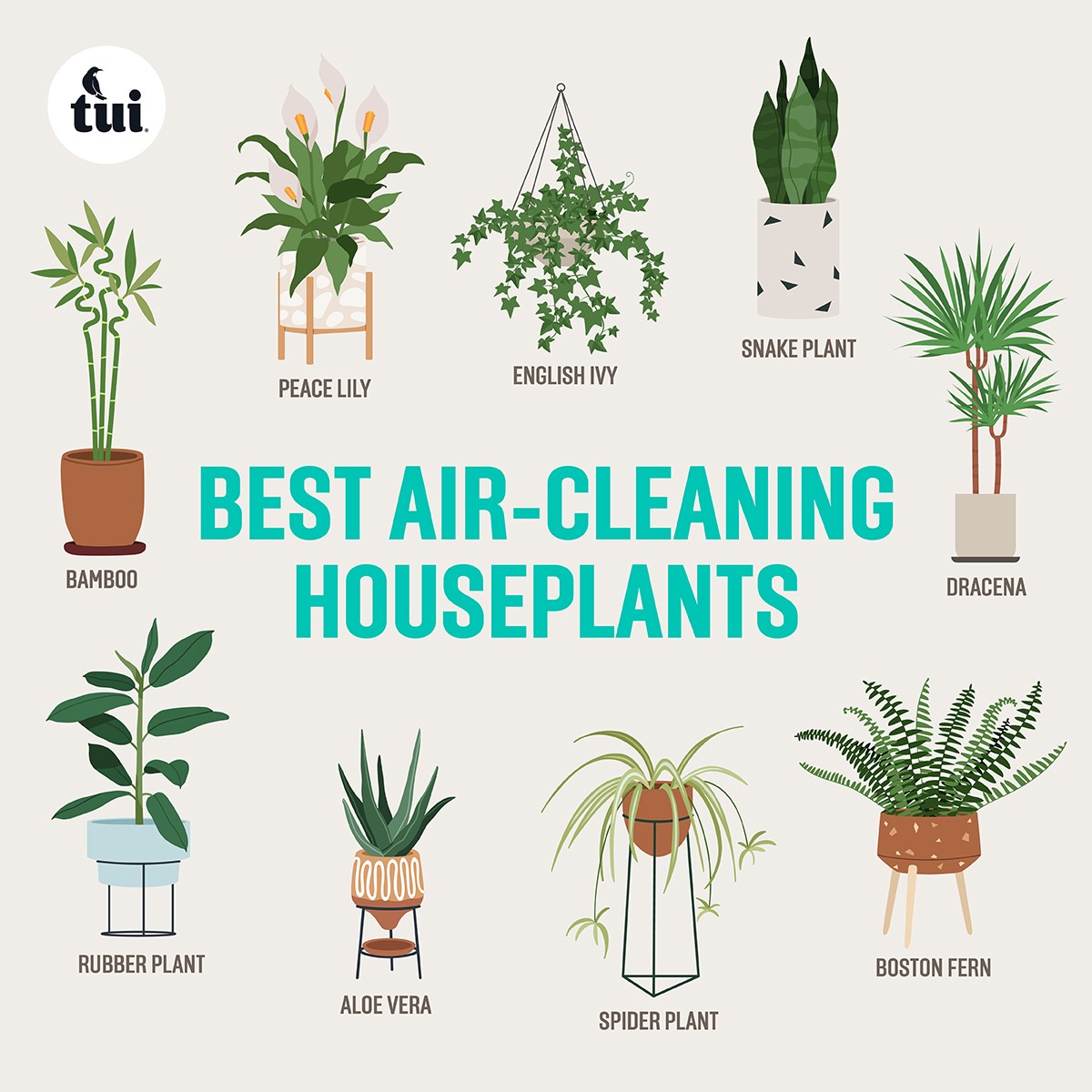 Top Air Cleaning Indoor Plants   Air Cleaning Houseplants Tile 