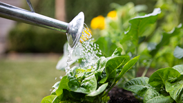 Top garden tips for beginners