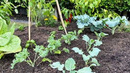 Grow a vege garden in 30 minutes a week