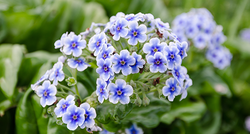 Chatham Islands forget-me-not