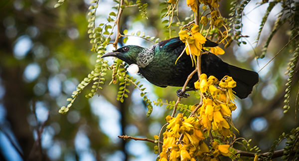 Kōwhai / sophora