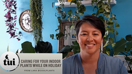 Houseplant holiday tips