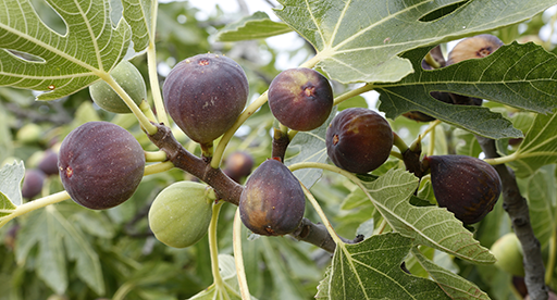 Pruning and Training a Fig Tree