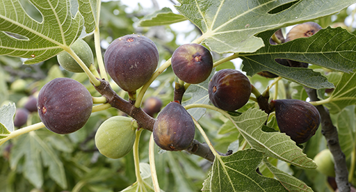 https://tuigarden.co.nz/media/4547/fig_shutterstock_154033901_512x276.png