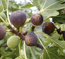 Fig Growing Guide