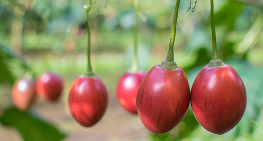 Image of Asparagus companion plant for tamarillo