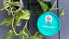 How to use Tui Enrich Indoor Plant Fertiliser with Hollie
