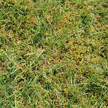 How do I get rid of moss from my lawn?