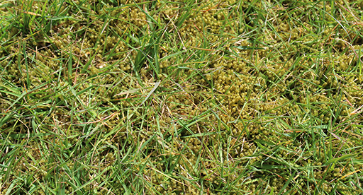 How to Remove and Prevent Moss in Lawns