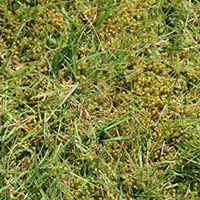 How to treat moss in lawns