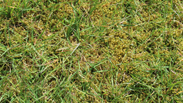 How to treat moss in lawns