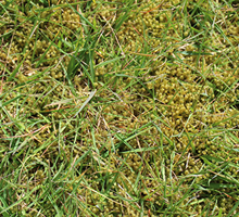 How to treat moss in lawns