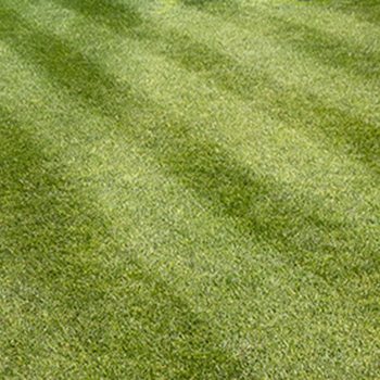 How to mow stripes in a lawn