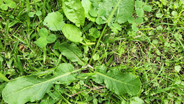 How to Identify Weeds in your Lawn