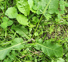 How to Identify Weeds in your Lawn