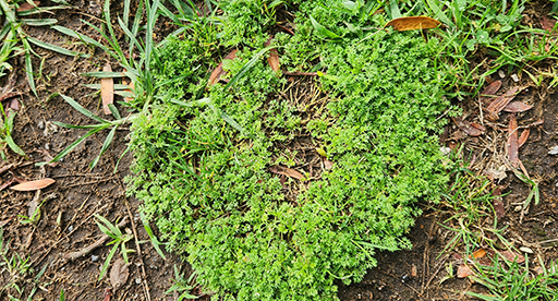 Prickle weed