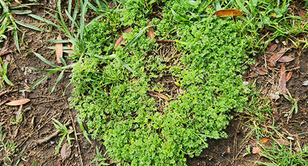 Prickle weed