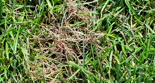 How to Identify Weeds in your Lawn