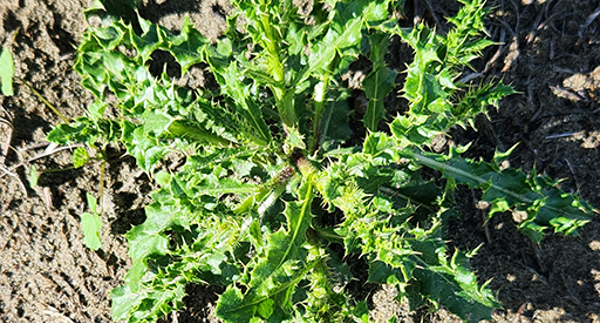 Scotch thistle