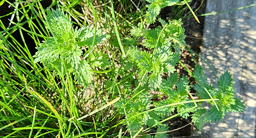 Stinging nettle