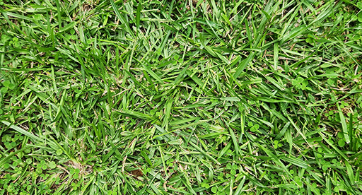 Summer (crab) grass