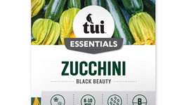 Zucchini - Black Beauty