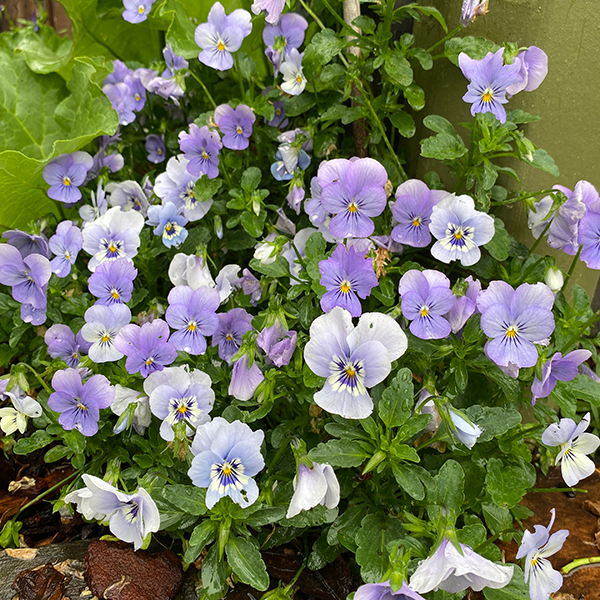 Tui pansy and viola winter colour