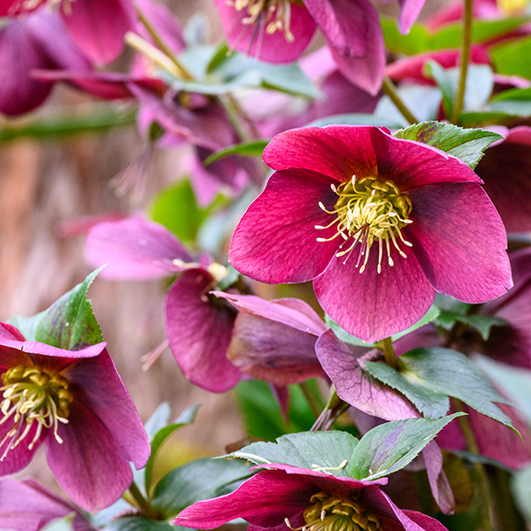 Tui winter flower favourite hellebore winter rose
